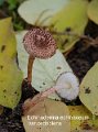 Echinoderma echinaceum var.cedriolens-amf2174